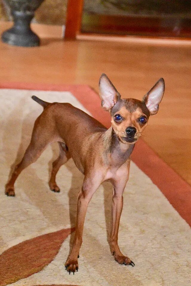 Как подстричь той терьера. Стрижка той терьера. Как подстричь той терьера. Стрижка русского той терьера. Как подстричь той терьера.