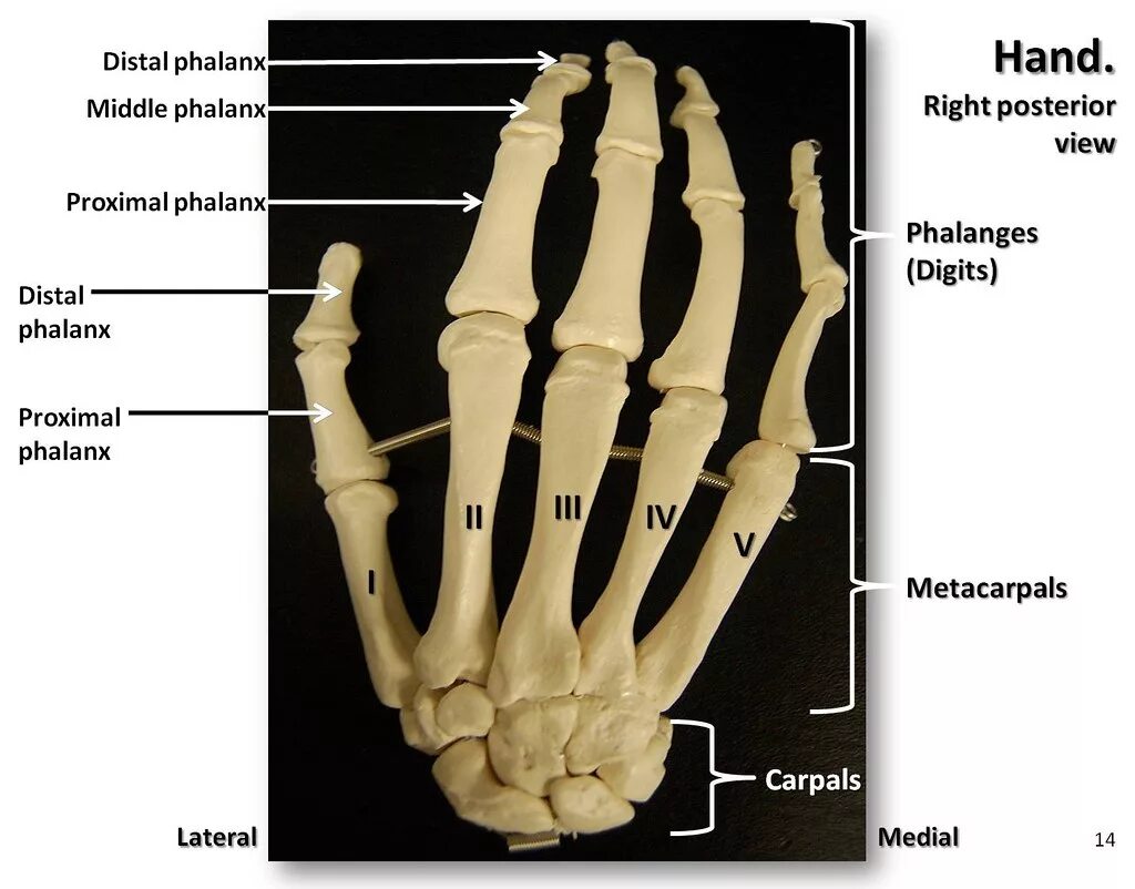 Скелет кисти. Кости кисти анатомия. Кисть кость анатомия. Hand bone