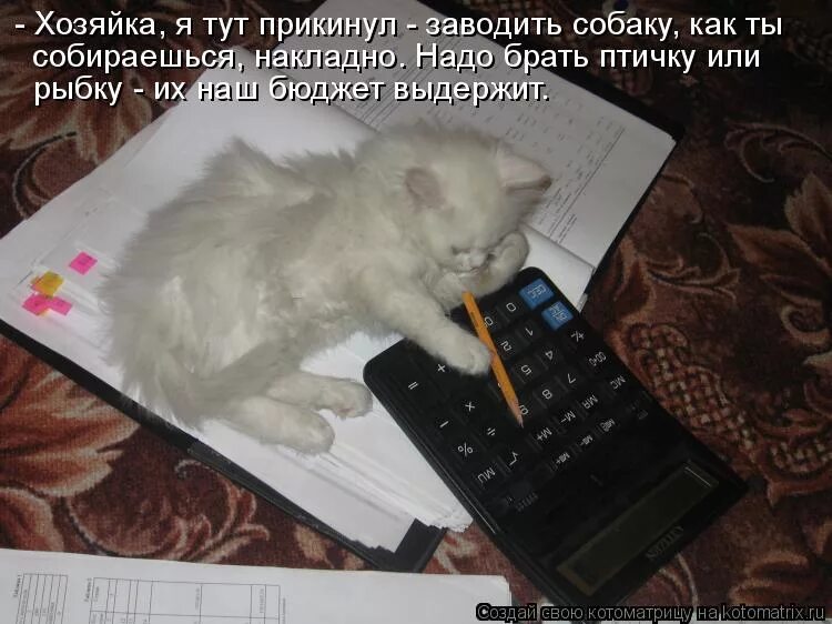 Кот бухгалтер. Кот делает отчет. Котики и математика. Кот бухгалтер Мем.