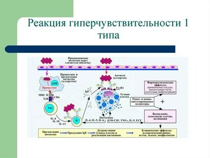Виды реакций немедленного типа