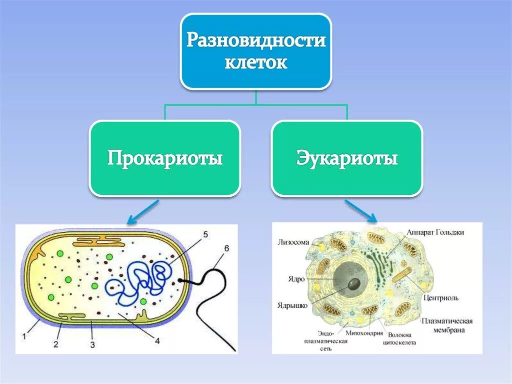 Клеточная перетяжка у каких клеток. Теория строения клетки. Структуры и функции клетки клеточная теория. Общий принцип строения клетки. Строение эукариотической клетки рисунок.