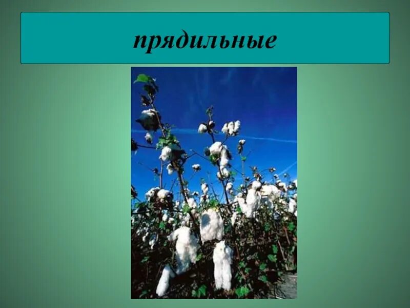 Культурные растения 2 класс окружающий мир прядильные. Прядильные растения кузбасса. прядильные растения 2. прядильные 2 класс окружающий мир. прядильные растения 2 класс окружающий мир.