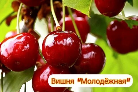 Вишня молодежная опылители описание фото
