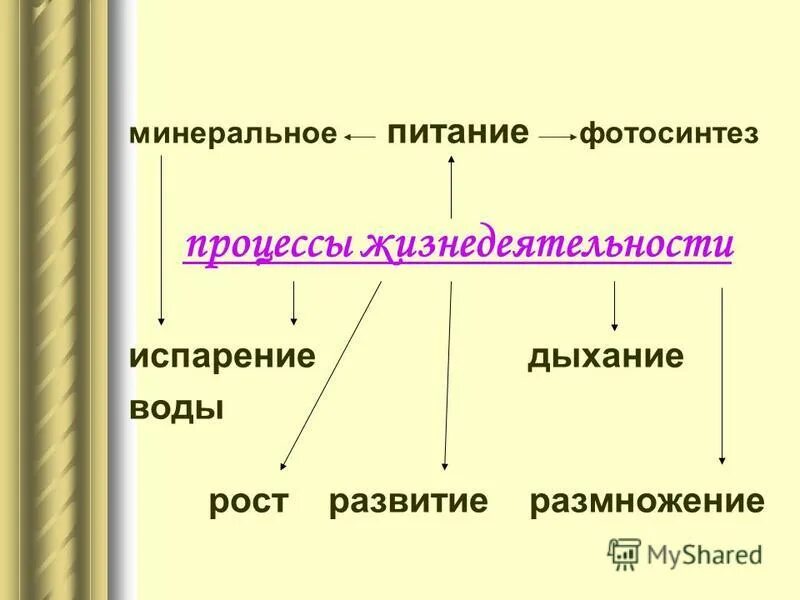 Минеральное питание животных. Минеральное питание растений и животных. Минеральное питание животных схема. Минеральное питание растений 6 класс биология. Минеральное питание фотосинтез дыхание