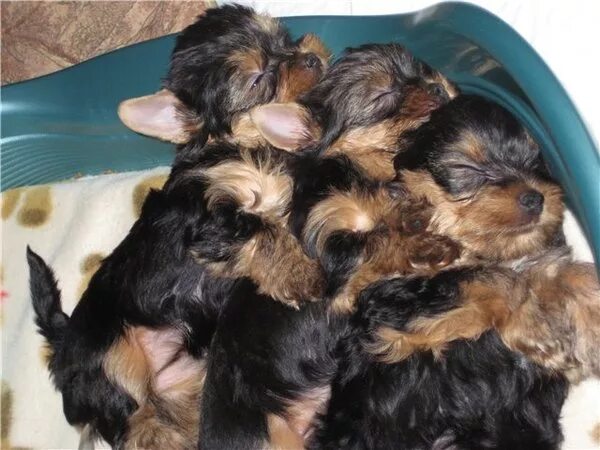 Щенки йоркширского терьера только родившиеся. Сколько щенков щенят йорка. Родившиеся щенки йорка. Йоркширский терьер щенок 1 месяц. Щенки йорка 3 дня.
