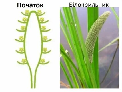 Соцветие початок