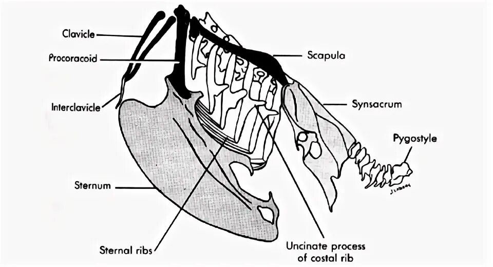 Грудная кость у птиц. Строение скелета птицы грудная клетка. Строение грудины у птиц. Строение грудной клетки птиц. Ребра птиц.