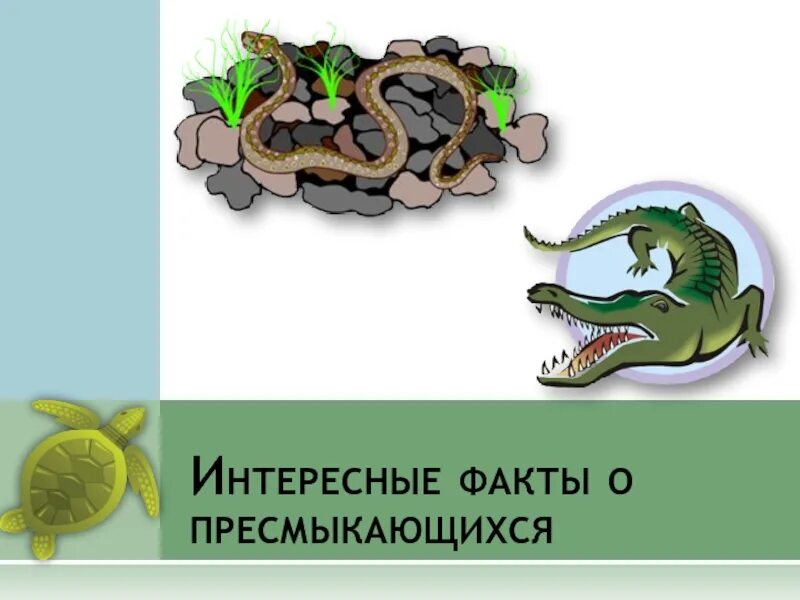 Интересный факт про пресмыкающихся. Факты о пресмыкающихся. интересные факты о рептилиях. интересные факты о пресмыкающихся. пресмыкающиеся интересные факты.