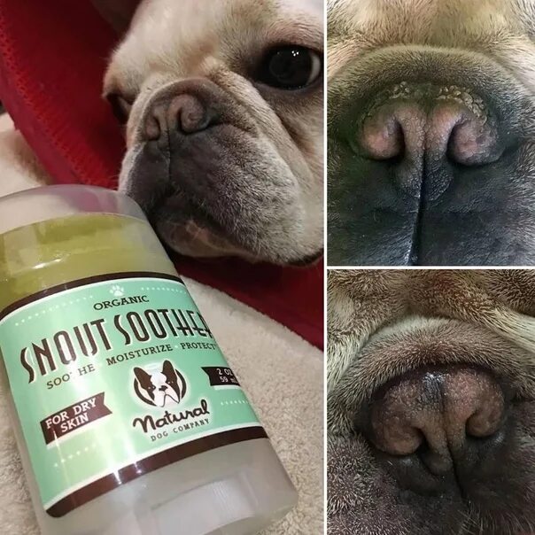 Слизал мазь. Snout Soother бальзам для носа. Мазь для носа собак. Бальзам для носа собак. Мазь для носа французского бульдога.