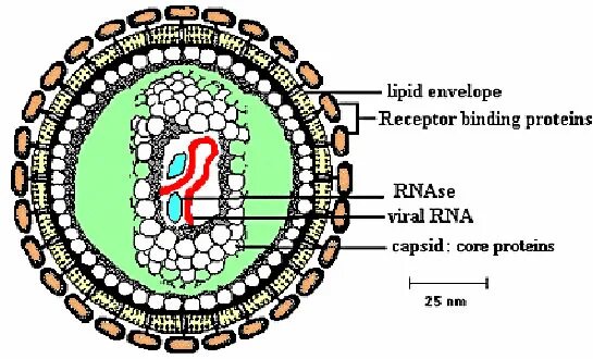 Семейство Retroviridae. Пикорнавирусы цикл размножения. РНК вирусы ретровирусы.