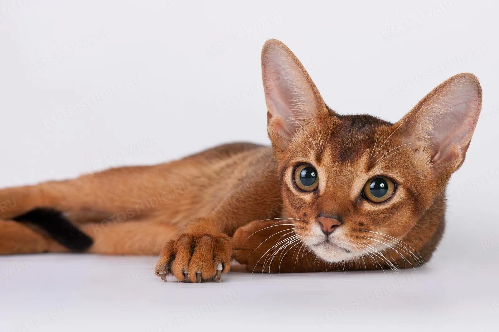 Фотографии абиссинскую породу. Абиссинская кошка. Кот породы абиссинец. Абиссинская порода кошек Абиссинская. Вислоухий абиссинец.
