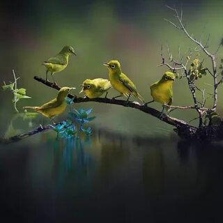 Des oiseaux