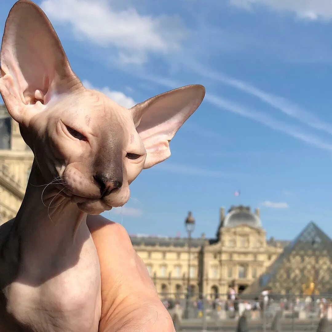 Рассмотрите фотографию кошки породы петерболд. Сфинкс Петерболд. Петерболд Петербургский сфинкс. Петерболд лысый. Петерболд кошка.