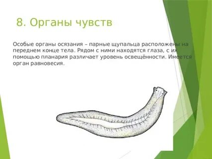 Плоские черви пища
