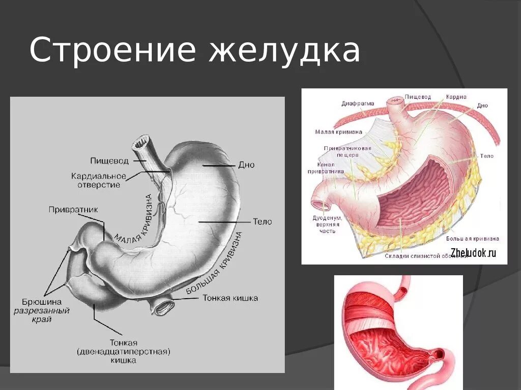 Строение желудка привратник. Привратниковая пещера желудка анатомия. Привратник желудка анатомия. Желудок анатомия кардиальное отверстие. Внутреннее строение желудка