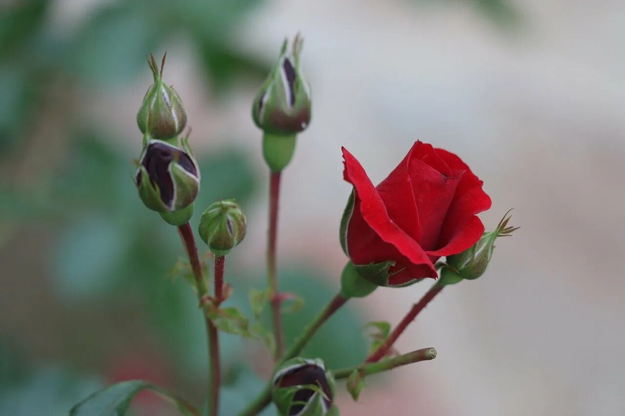 Цветы 2 бутон. Закрытый бутон розы. Бутон розы. Бутон розы фото. Нераскрытый бутон.