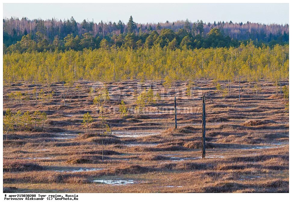 старосельский мох болото. болото старосельский мох (тверская обл). центрально лесной заповедник болото старосельский мох. центрально-лесной заповедник болото. заказник «старосельский мох».