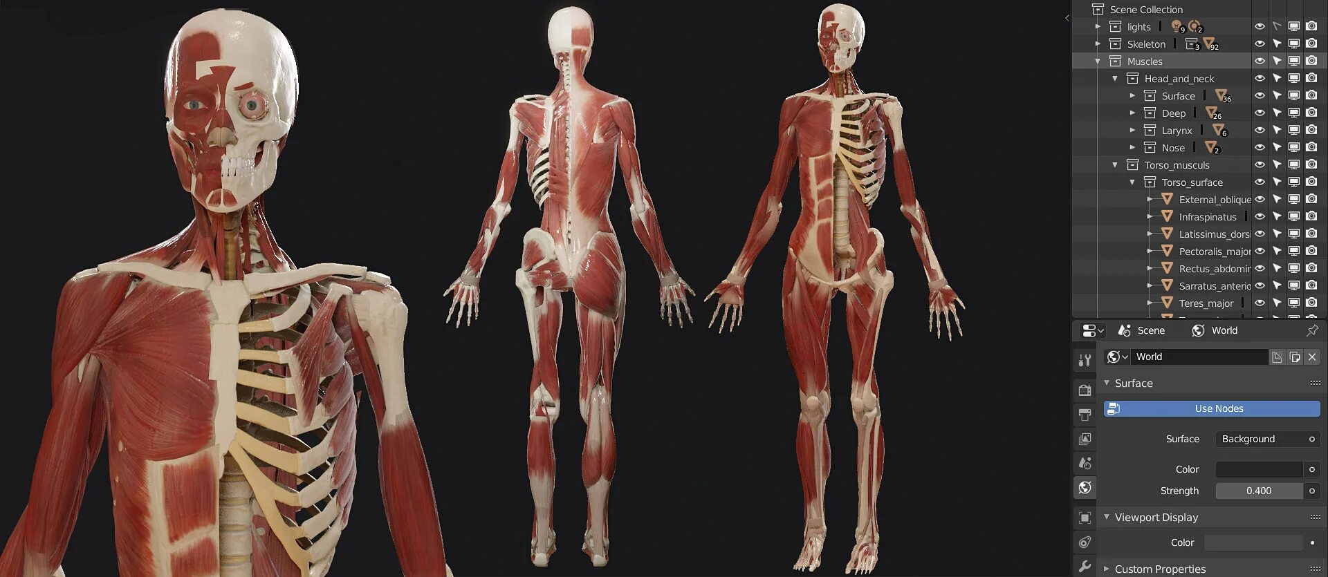 Blender анатомия. Скелет мышцы человека биология. Скелет свет. Female Anatomy Kit. Анатомия человека 1