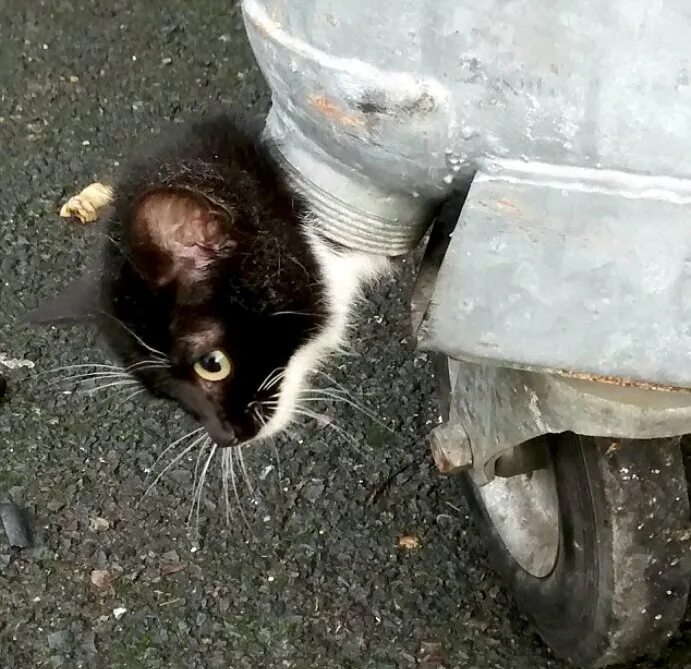 нашли ли кота выброшенного из поезда