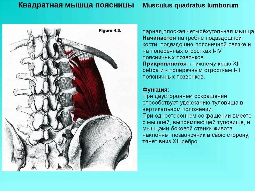 Квадратная мышца поясницы анатомия функции. Квадратная мышца поясницы musculus. Квадратная мышца поясницы иннервация. Квадратная мышца поясницы кровоснабжение и иннервация.