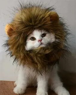 Львиный кот