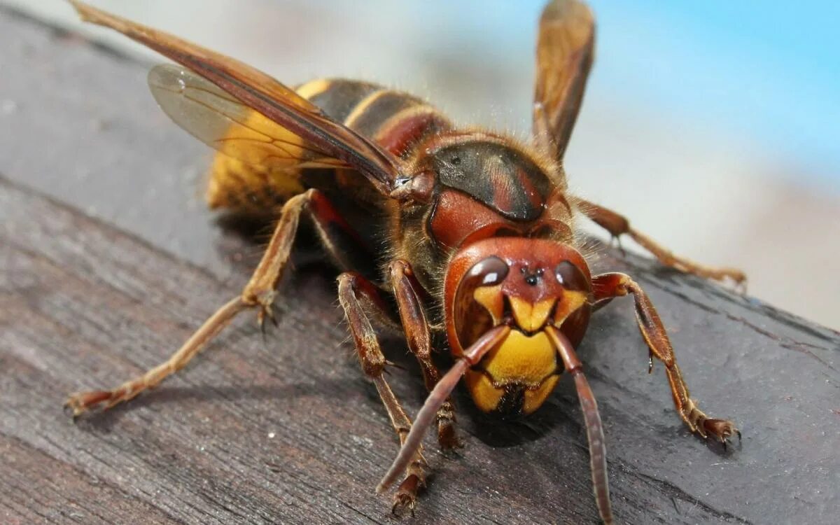 Насекомые много. Что значат насекомые во сне. Большой жук рогач. Инсталляция из насекомых. Кусаются ли мадагаскарские тараканы.