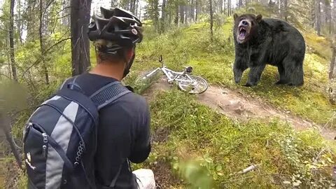 Хороший медведь видео
