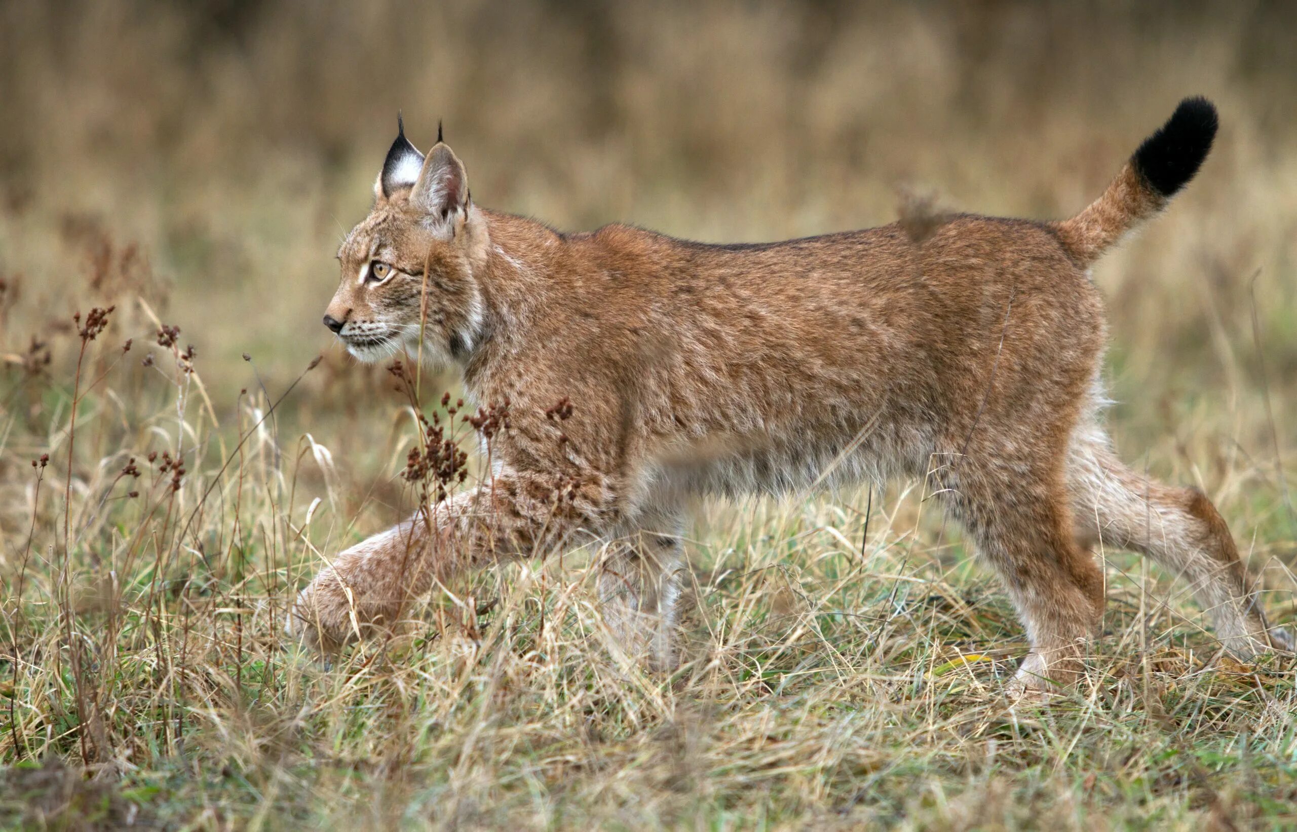 Обыкновенная Рысь. Обыкновенная Рысь Lynx Lynx. Рысь Алтайский заповедник. Рысь в Ильменском заповеднике.