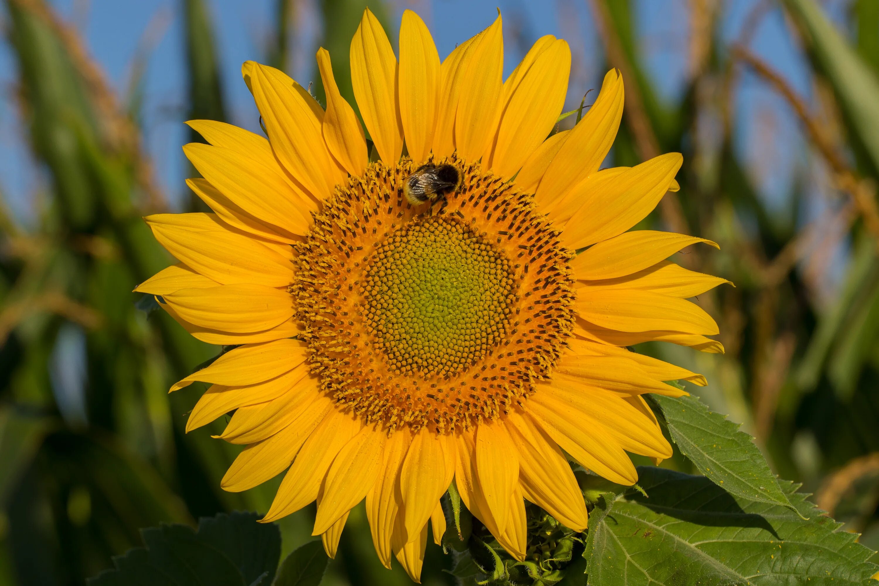 Sun flower отзывы. Гибрид подсолнечника Сурус. Цветение подсолнуха. Подсолнечник сорт Сурус. Сурус f1 подсолнечник.