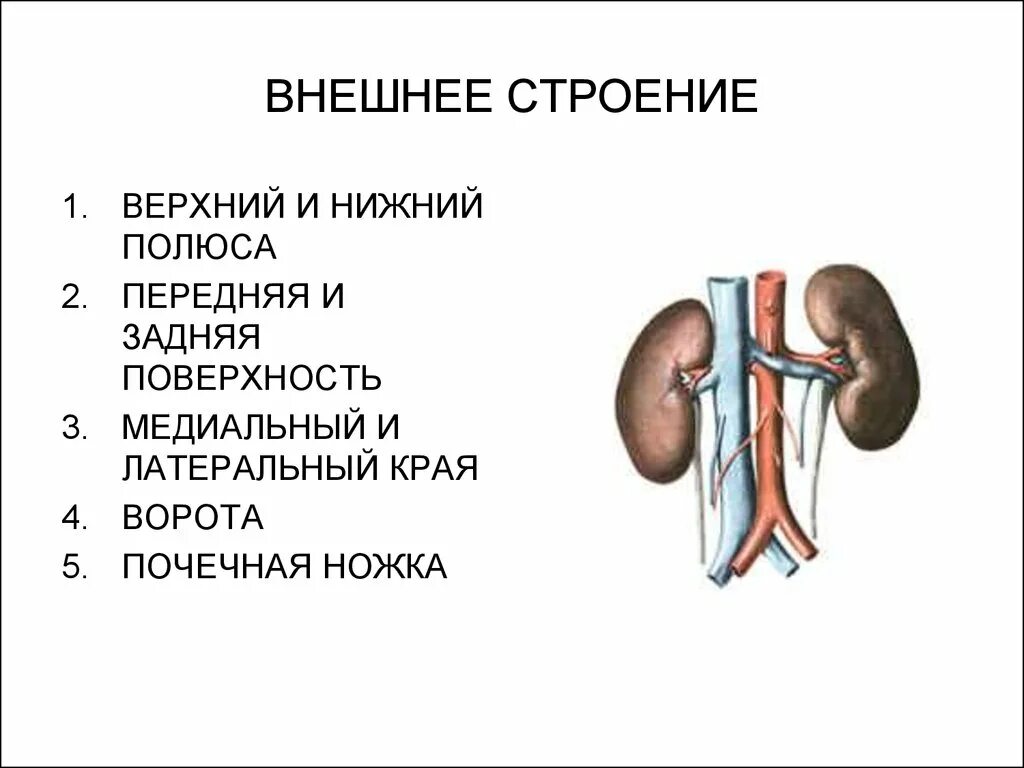 Почечная ножка состоит из. Строение ворот почки. Почечная лоханка синтопия. Почечная лоханка почечная вена почечная артерия. В состав почечной ножки входят.