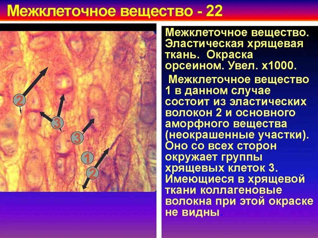 Межклеточное вещество находится. Наличие межклеточного вещества в хрящевой ткани. Межклеточное вещество эластического хряща. Межклеточноеное вещество это. Основное вещество эластического хряща.