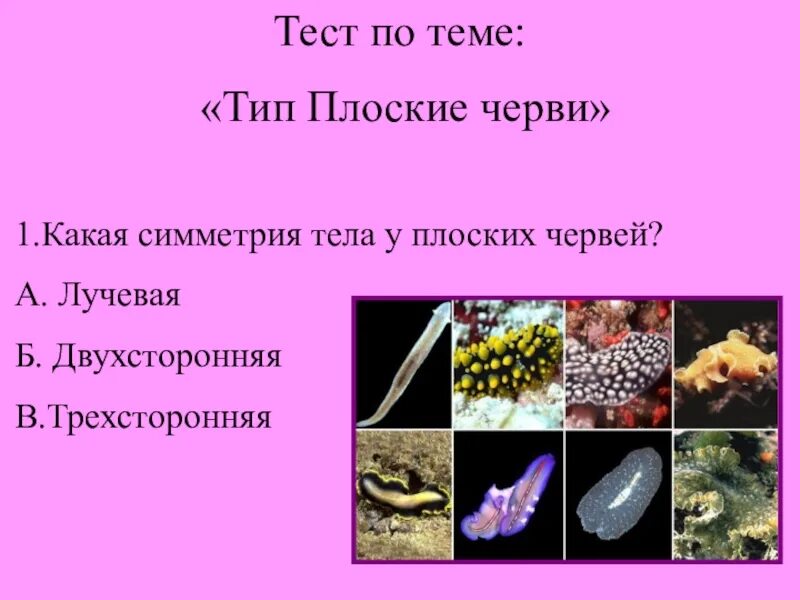 Черви вариант 1. Тип плоские черви. тест плоские черви. тест по теме плоские черви. тест по биологии плоские черви.