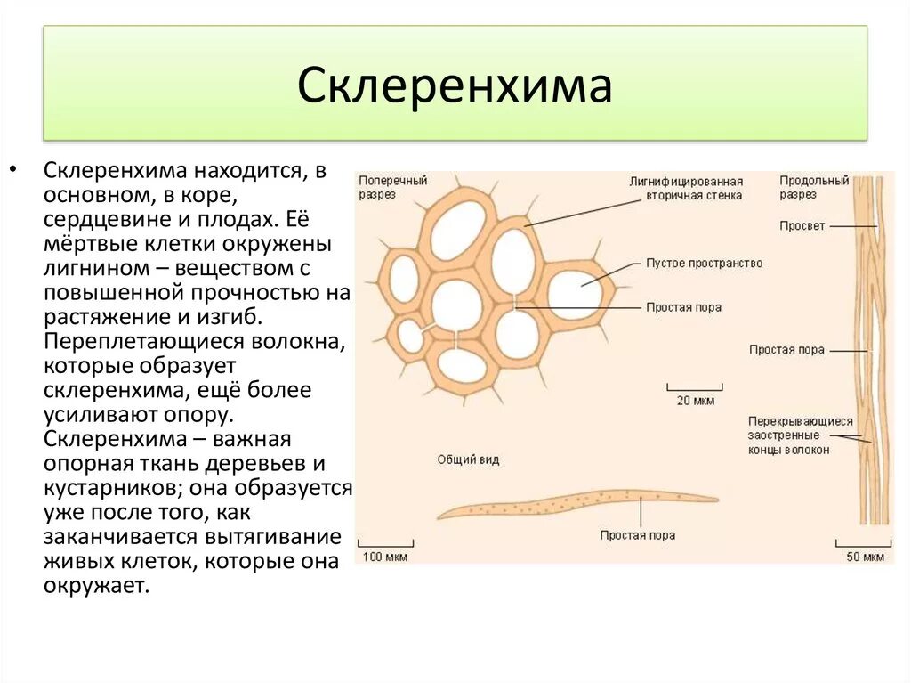 Как выглядит ткань склеренхима Паренхима и склеренхима: найдено 90 картинок