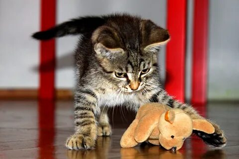 Коты домашние маленькие