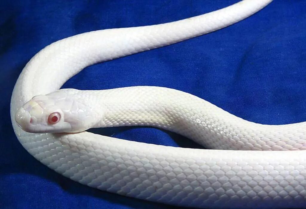 Королевская змея Калифорнийская Albino. Королевская Кобра альбинос. Полоз леуцист. Змея полоз альбинос.