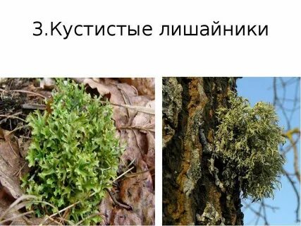 Кустистое слоевище