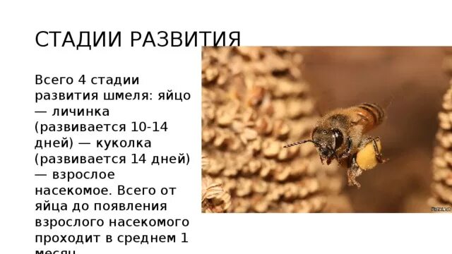 Пчелы и шмели тип взаимоотношений. Стадии развития шмеля. Этапы развития шмеля. Жизненный цикл развития пчелы.