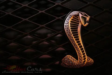 Золотая кобра 2024