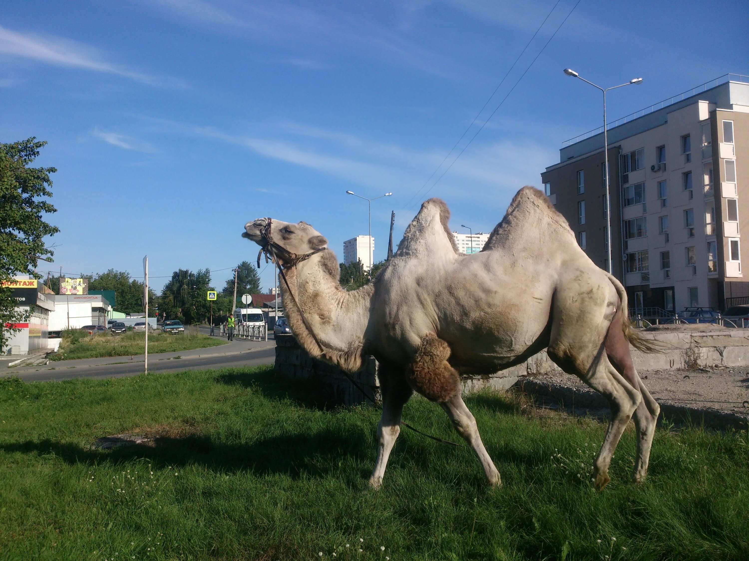 в городе ставрополь верблюд
