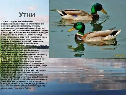 Особенности утки