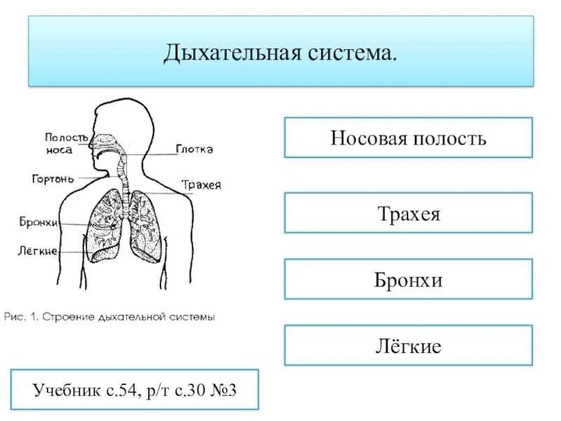 Органы дыхательной системы человека 3 класс. Схема дыхания человека 3 класс. Дыхательная система человека схема 3 класс. Органы дыхательной системы человека 4 класс.
