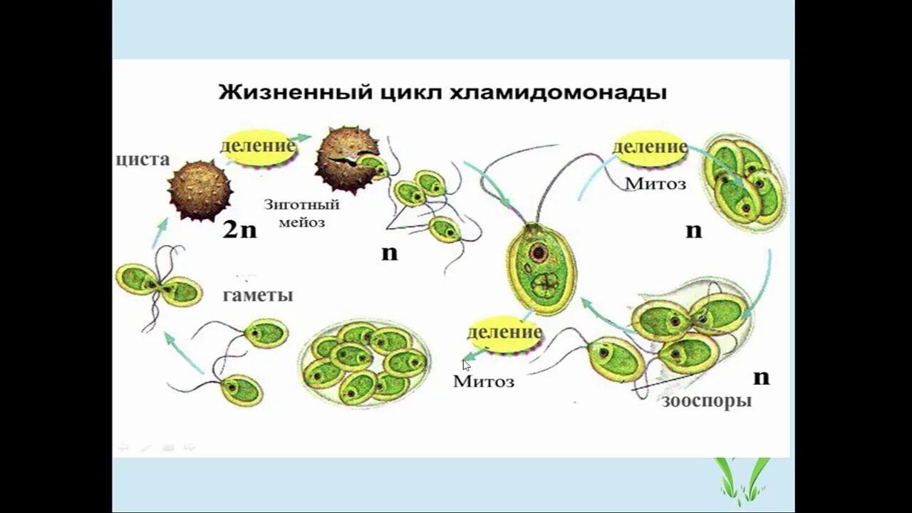 При делении жизненного цикла овощных растений. Цикл развития растений схема. Цикл развития хламидомонады мейоз. Жизненный цикл развития хламидомонады. Хромосомный набор хламидомонады.