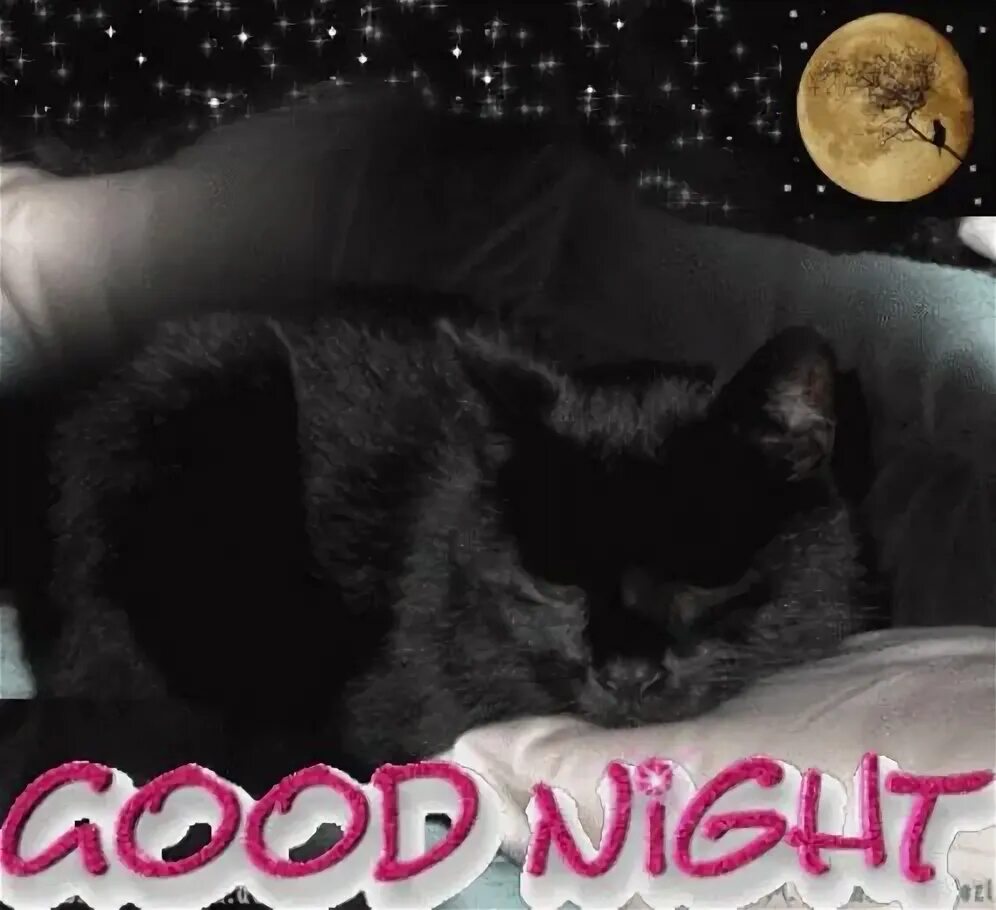 Гифки котиков спокойной ночи. Доброй ночи с котятами. Спокойной ночи с кошками. Котенок. Спокойной ночи!. Доброй ночи котик.