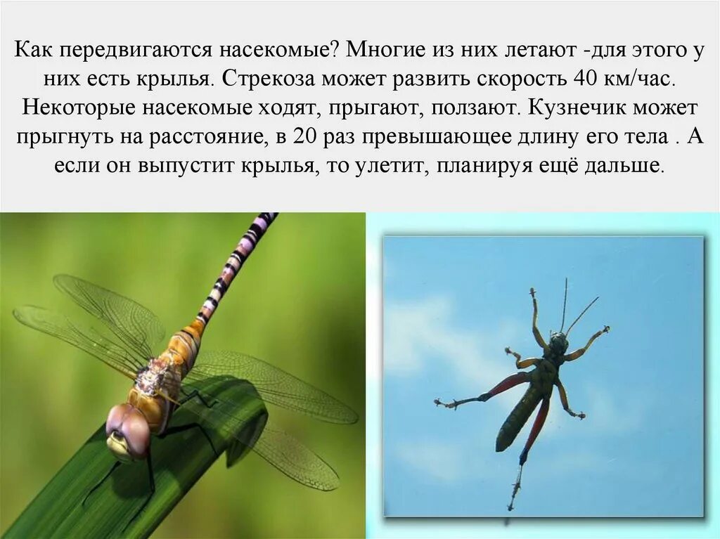Образ жизни насекомых. Равнокрылые Стрекозы представители. Насекомые презентация. Насекомые с описанием. Как передвигаются насекомые.