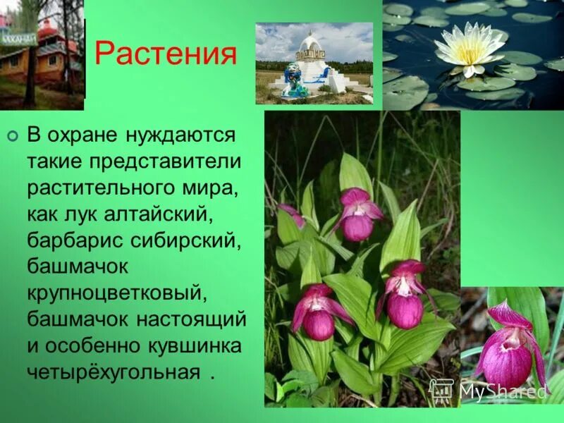 растения нуждающиеся в охране в россии. растения которые охраняются. растения и животные нуждаются в охране. нуждающиеся в охране. растения которые нуждаются в охране.