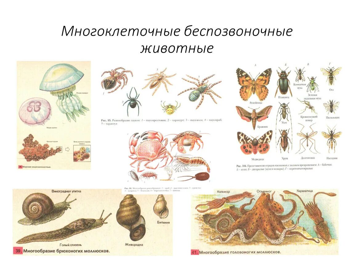 Животные одноклеточные и многоклеточные беспозвоночные. Одноклеточные многоклеточные беспозвоночные позвоночные животные. Многоклеточные организмы животные 5 класс биология. Биология 7 класс многоклеточные животные беспозвоночные. К какой группе организмов относится креветка