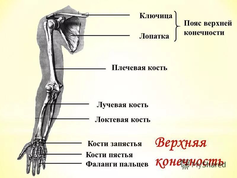 Части руки человека. Строение костей пояса верхних конечностей анатомия. Пояс верхних конечностей название костей. Строение верхних конечностей человека анатомия. Скелет верхних конечностей плечо предплечье кисть.