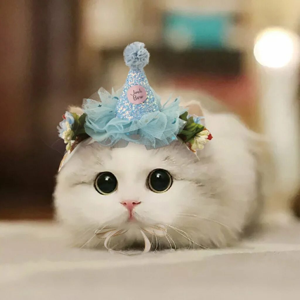 Милые котики. Кошка с бантиком. Красивая кошечка с бантиком. Очень милый котик
