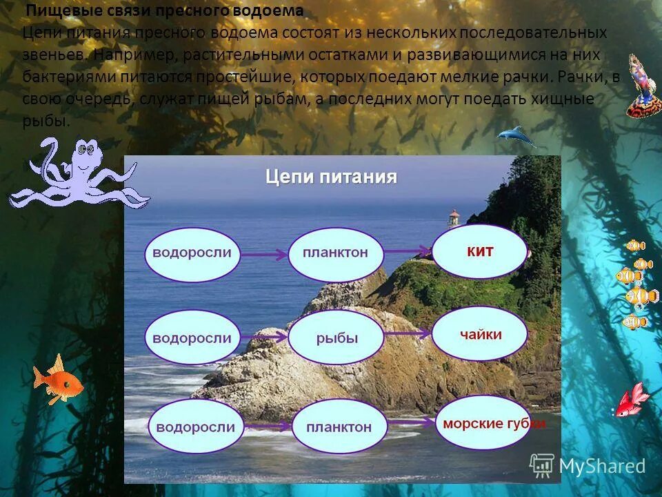 Составить пищевую цепь водоема. Цепи питания. Цепьпитанияпресного аодоема. Цепь питания пресноводного водоема. Цепь питания пресного водоема.