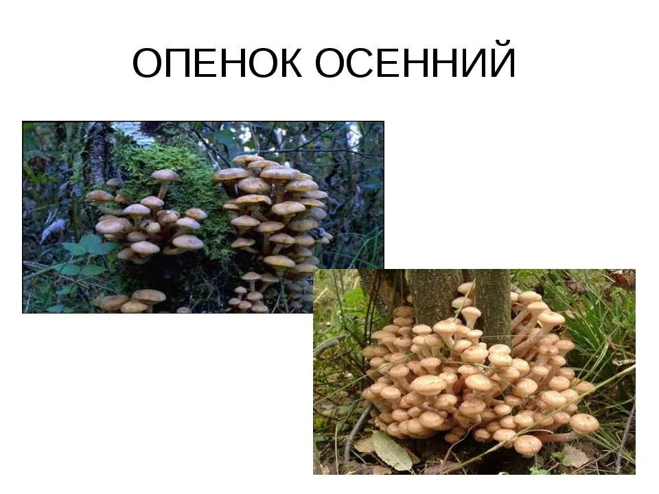 Отличить опенок